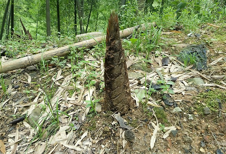 福建省漳州市芗城区客户闽笋干干燥烘干小黄片下载安装