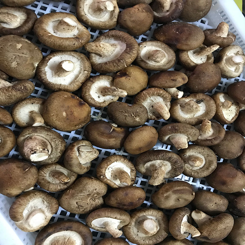 湖北省京山县的菇农代表选用小黄片在线免费小黄片在线免费食用菌烘干机模块即香菇烘干机